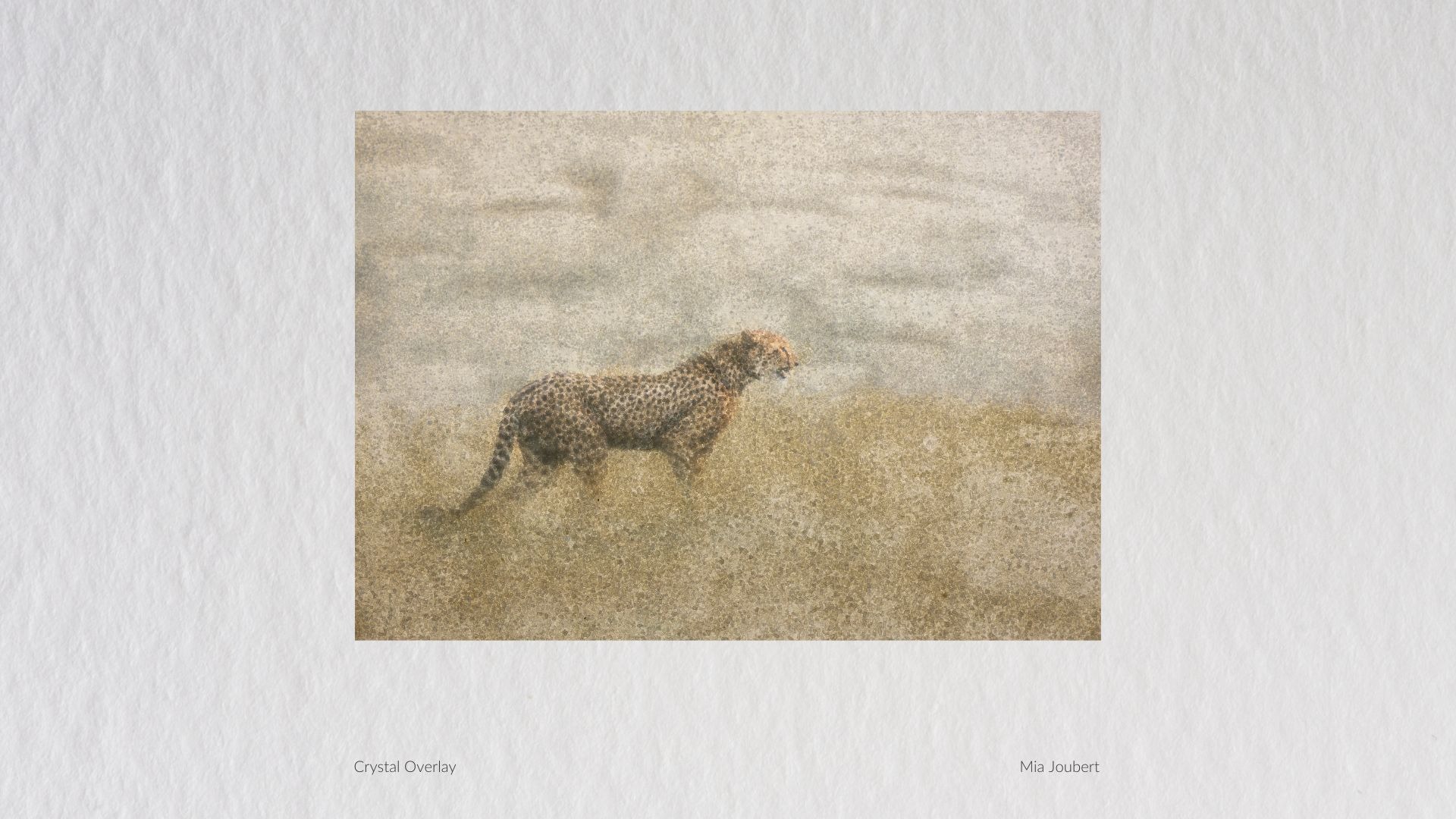 Cheetah walking through pale grass under a crystal overlay by Mia Joubert